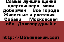 Самые лучшие щенки цвергпинчера (мини доберман) - Все города Животные и растения » Собаки   . Московская обл.,Долгопрудный г.